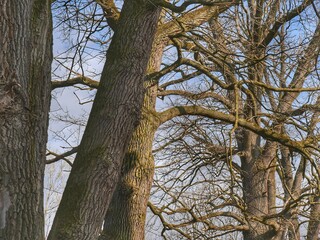 Obraz premium trees and sky