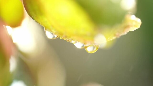 After the rain the Refreshing of
Water droplets under the petals of Kalanchoe thyrsiflora hitting the evening light. Until a beautiful sparkle