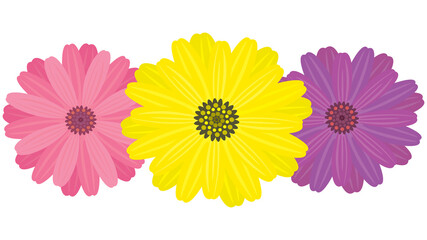 Multicolored gerbera flowers, isolated on white, vector illustration, decorative element, flat design.