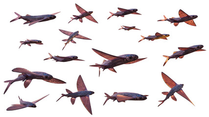 flying fish, set of many Exocoetidae isolated on white background