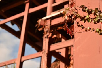 普明閣の柱と蔦
