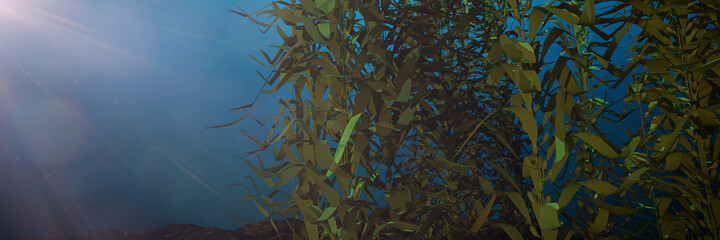 Fototapeta na wymiar kelp forest, giant brown algae seaweed