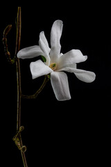 Close up of white blossom of a Kobushi Magnolia isolated on black background, also called Magnolia kobus