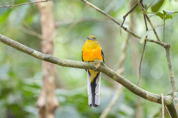 Orange-breasted Trogon, Kaeng krachan national park, Thailand