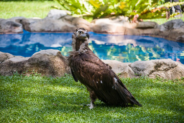 The cinereous vulture is a large raptorial bird that is distributed through much of Eurasia. It is thus one of the world's heaviest flying birds. Distinctly dark, with the whole body being brown 