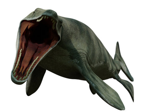 Mosasaurus, oceanic lizard, extinct Mosasaur between 70 and 66 million years ago isolated on white background