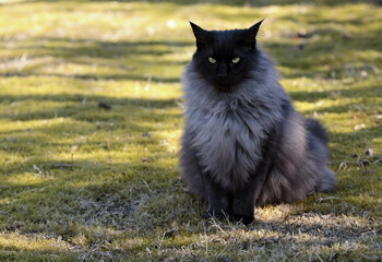 Naklejka na ściany i meble A norwegian forest cat male sitting outdoors