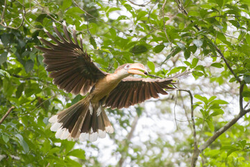 Austen's brown hornbill in flight carrying berry, Khaoyai National Park, Thailand