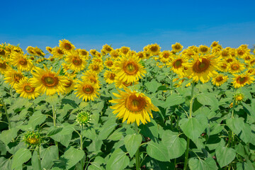 Fototapeta premium thailand, Outdoors, Sunflower, Agricultural Field, Flower, Sky