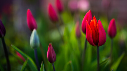 Tulpe Tulip Blume Blüte Lila Violet Magenta Rot Orange Bokeh bunt