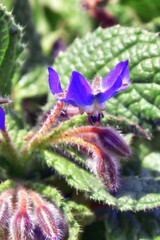 The beautiful Borage flower in the foreground