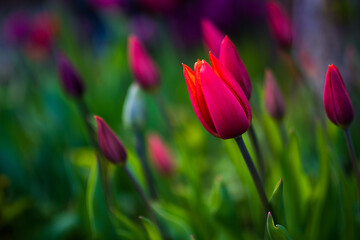 Tulpe Tulip Blume Blüte Lila Violet Magenta Rot Orange Bokeh bunt