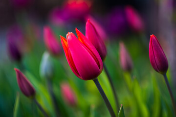 Obraz premium Tulpe Tulip Blume Blüte Lila Violet Magenta Rot Orange Bokeh bunt