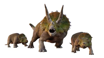 Poster Triceratops horridus, dinosaur with young, set of isolated on white background © dottedyeti