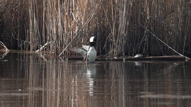 Male Hooded Merganser Duck Swims And Flapping His Wings On A Pond In Quebec, Canada. - Medium Shot