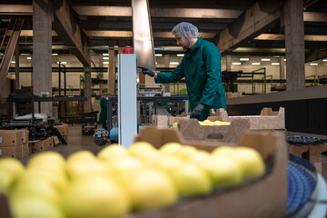 Working in organic food factory sorting green apples and conveyer belt transporting to the cold...