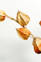 Dry alkekengi lanterns. Bried flowers physalis gooseberry. Home decoration. Hand picked delicate branch. Boho Bouquet. Educational still life for drawing
