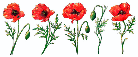 Watercolor poppies set, hand drawn floral illustration, red field flowers isolated on a white background.