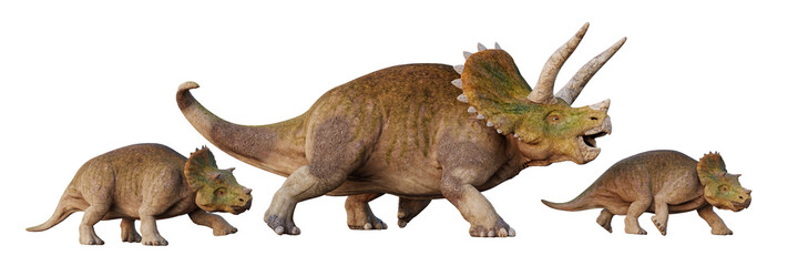 Triceratops horridus, dinosaur with babies, set of isolated on white background © dottedyeti