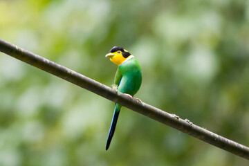 Long tailed Broadbill, Khaoyai National Park, Thailand