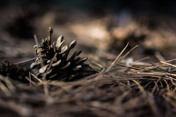 Waldboden Nadelbaum Tannennadeln trocken Zapfen Tannenzapfen verotten