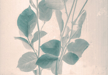 Rose branch. Daguerreotype style. Film grain. Vintage photography. Botanical negative x-rays scan....