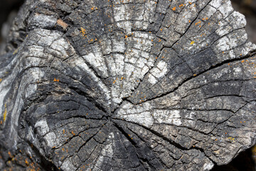 Wooden cross section . Abstract wood texture background.
