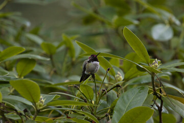 hummingbird in the middle of small tree or large bush