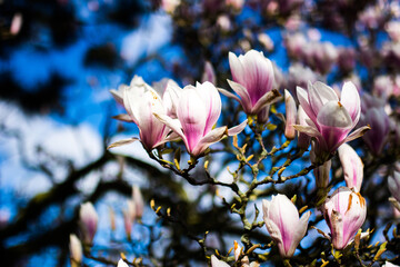 Magnolien Baum Blüte Frühling April Frühjahr Aufblühen Floral Weiß Rosa Pink Himmel Äste