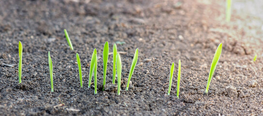 Sprouts of young barley sprouted from the soil in the field of agriculture