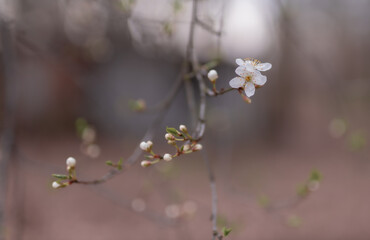 Subtelne tło wiosenne z białym kwiatuszkiem i rozwijającymi się pączkami na dzrewie
