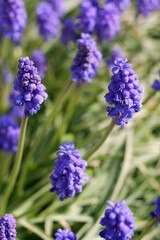 Traubenhyazinthe im Garten