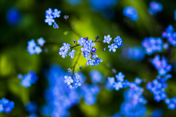 Vergissmeinnicht Blumen Frühling Blau Grün Blüte Floral Garten Natur Bokeh