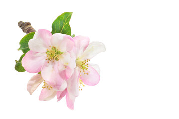 Beautiful pin apple blossom with green leaf closed up isolated on white