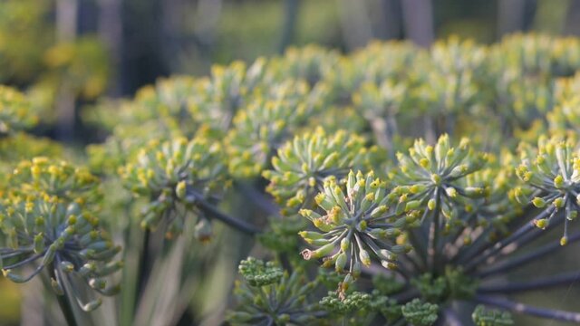 blooming dill in the summer,close up of fennel flowers,garden of aromatic herbs, medicinal, spice plant, fennel plant and ripped seeds,cumin plant