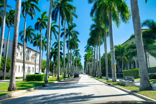 Royal Palm Way With Trees In Palm Beach, Florida