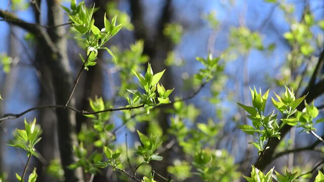 Spring awakening nature tree leaves close up macro move 4k video