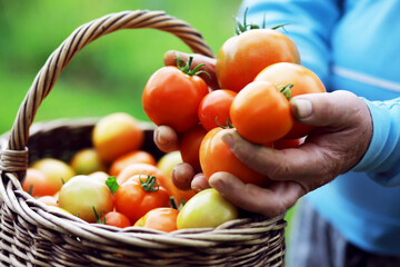 Farmers hands with freshly harvested tomatoes. Freshly harvested tomatoes in hands. Hand holding organic green natural healthy food.