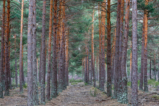 Pinus sylvestris. Scots pine forest with the trees in rows.