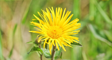 Yellow wild flower elecampane. Flower head close-up. Medicinal plant.