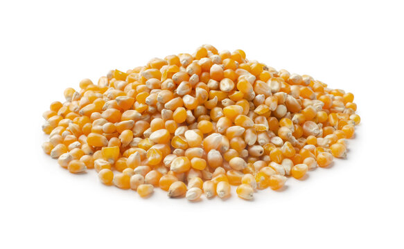 Heap of raw popcorn grains
