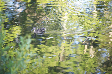 A bird relaxes in a pond on a lake on a Sunny day. Water lilies are swaying in the background.