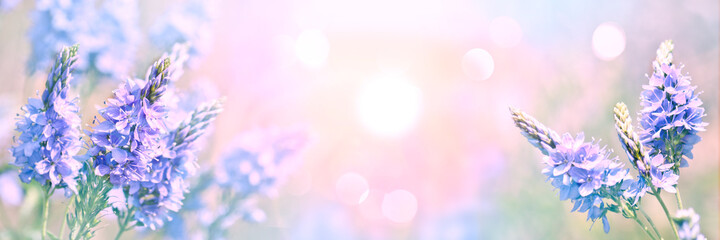 Summer background - wild blue flowers on a light pastel backdrop. A magical artistic image. Soft selective focus.