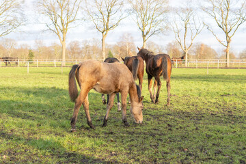 Four one-year-old horses in the pasture. In the background a water bowl, trees, fence and horses in the background. Selective focus
