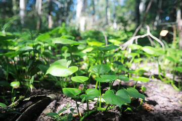 Bright spring greens at dawn in the forest. Nature comes to life in early spring.