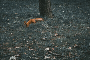 Squirrel looking for food