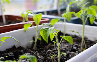 Young tomato seedlings in plastic pots on window sill ready to plant