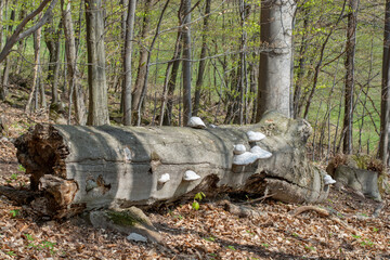 Medicinal Mushrooms (Fomitopsidaceae) On The Dead Tree Trunk. Close Up. Detail.
