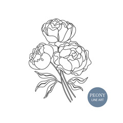 Black and white peony illustration