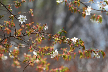 散る間際の桜の花と葉桜の風景